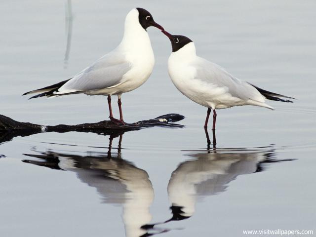 Birds_156