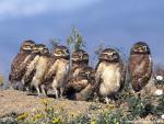 Birds_160