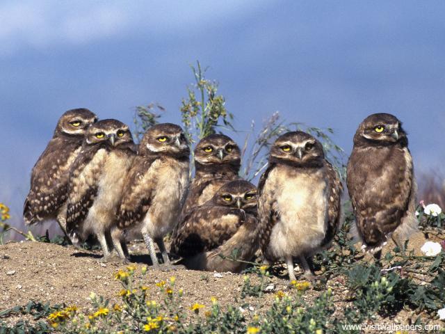 Birds_160