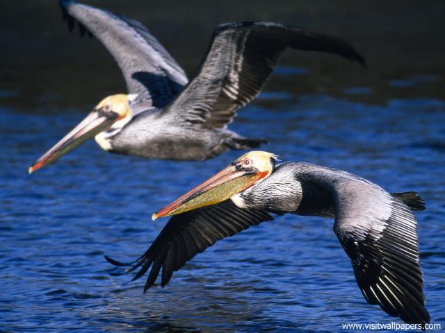 Birds_167