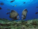 ocean-life-486