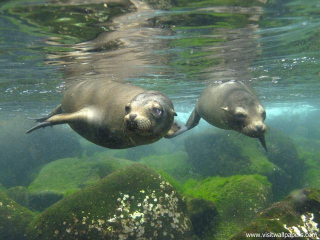 ocean-life-487