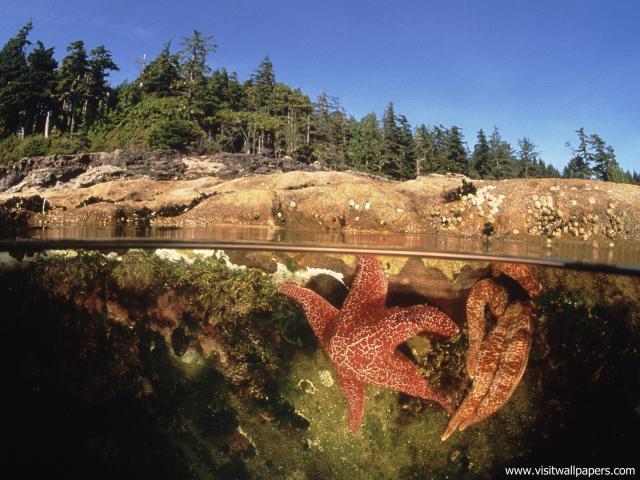 Starfish_in_a_Tide_Pool_Canada