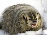 An_Angry_Badger