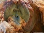 An_Expressive_Orangutan