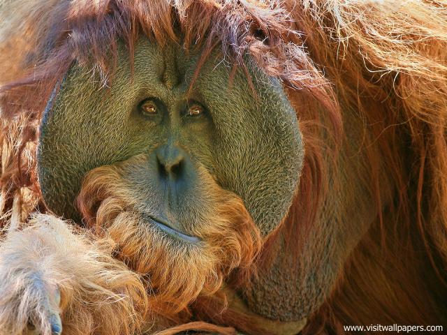 An_Expressive_Orangutan
