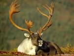 Male_Caribou_Alaska