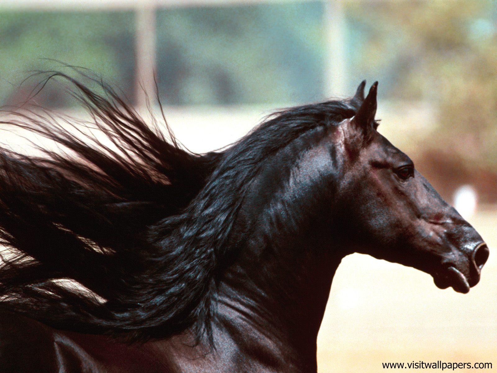 Midnight_Friesian