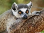 Animals_423