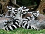 Animals_424