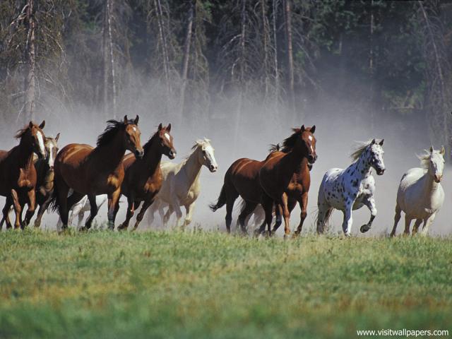 Animals_420