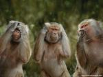 Animals_422