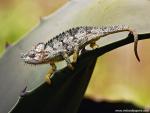 Animals_426