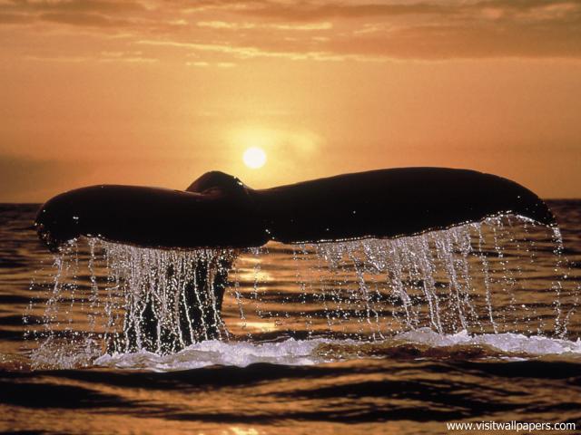 ocean-life-506