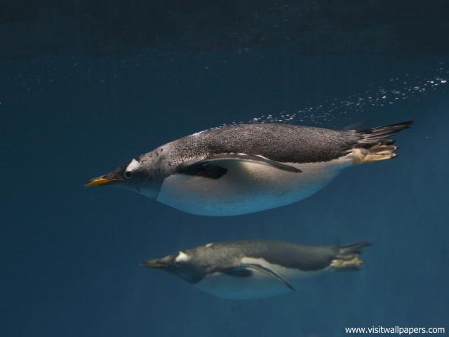 ocean-life-510