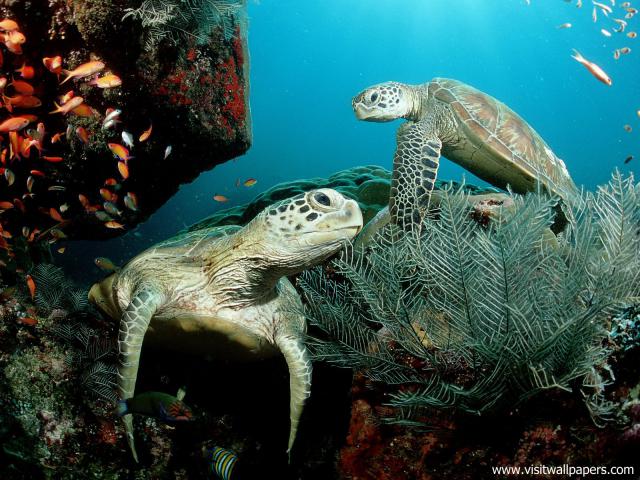 ocean-life-515