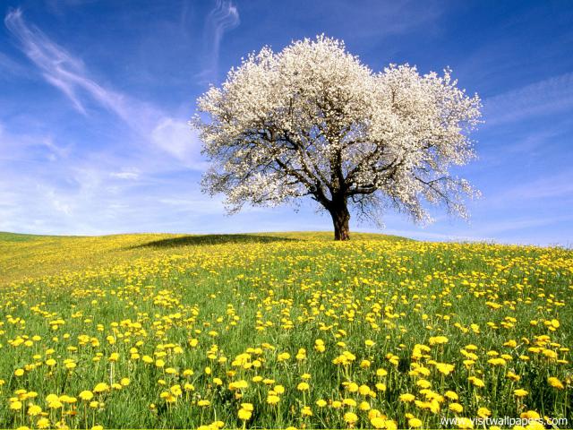tree_209