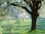 tree_210