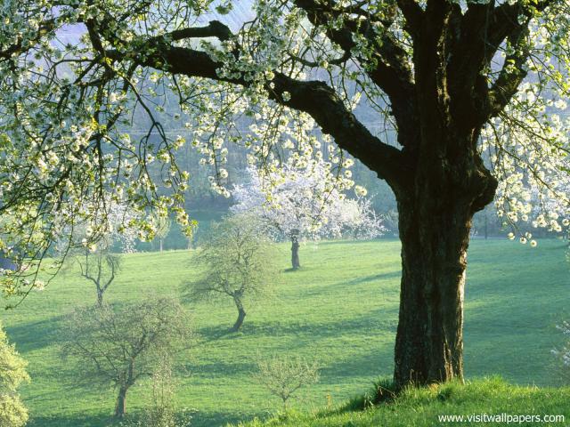 tree_210
