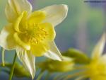 Yellow_Columbine