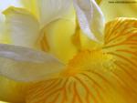 Yellow_Iris
