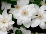 White_Clematis