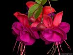 Vibrant_Fuchsia