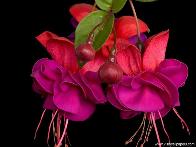 Vibrant_Fuchsia