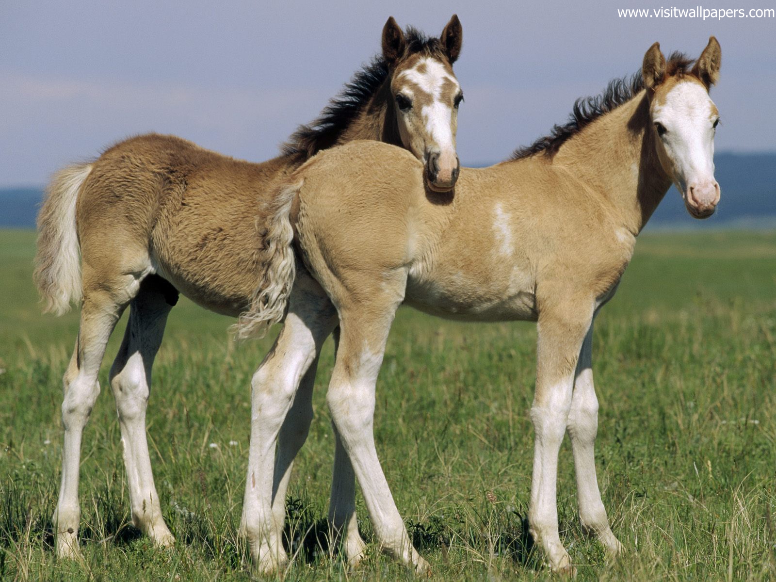 Animals_430