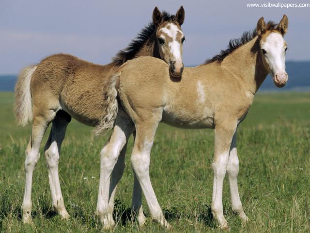 Animals_430