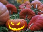 Tricks_and_Treats_Pumpkin_Patch