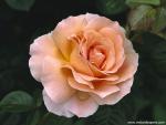 Hybrid_Tea_Rose