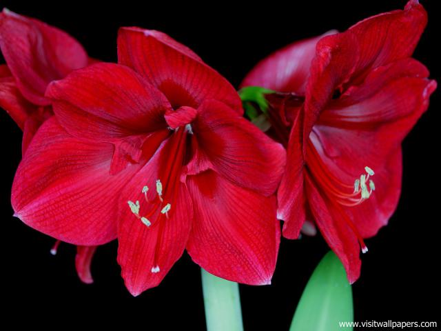 Amaryllis_Blossoms_01