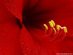 Amaryllis_Blossoms_02