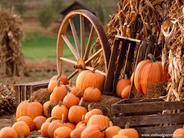 Autumn_Harvest_01