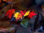 Autumn_Leaves_02