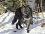 Animals_433