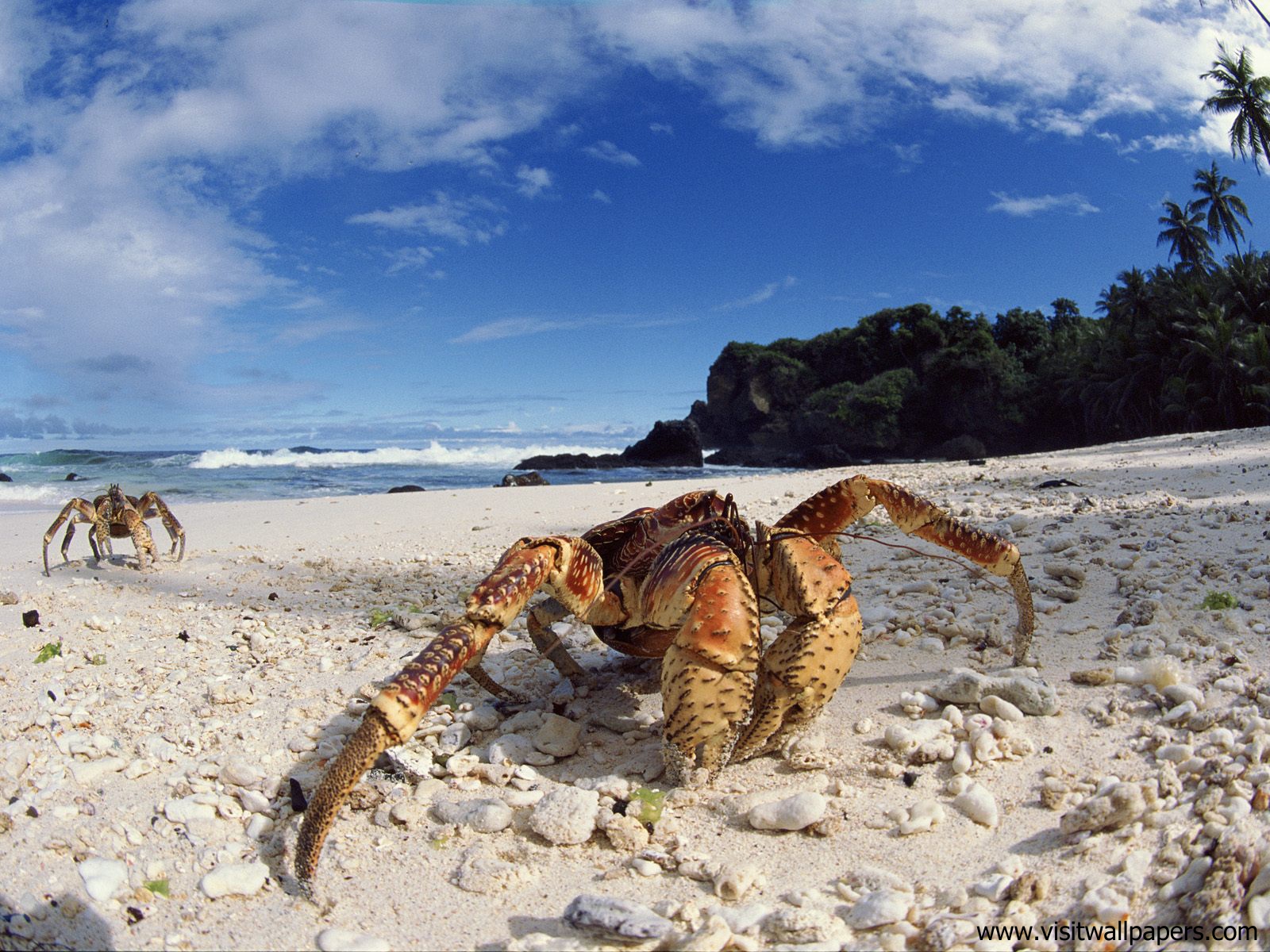 Animals_434
