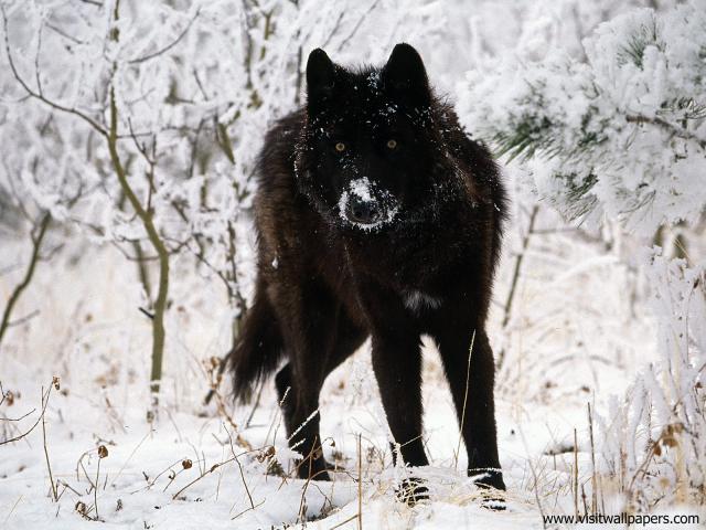 Animals_435