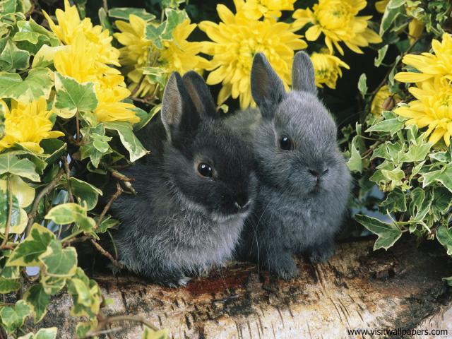 Dwarf_Rabbits