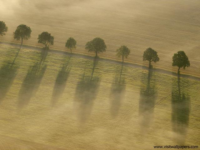tree_213