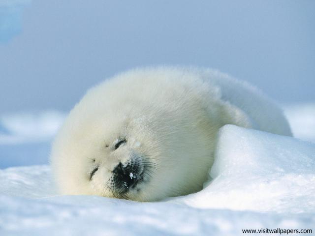 ocean-life-519