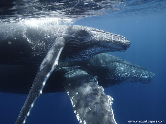 ocean-life-521
