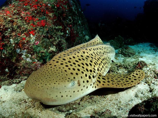 ocean-life-526