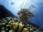 ocean-life-527