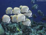 ocean-life-536