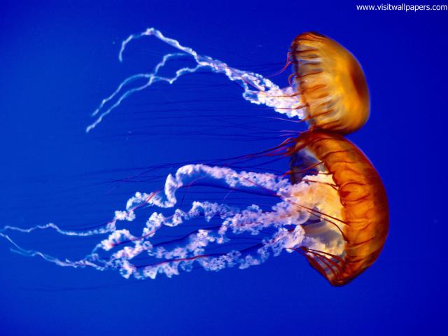 ocean-life-538