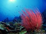 ocean-life-539