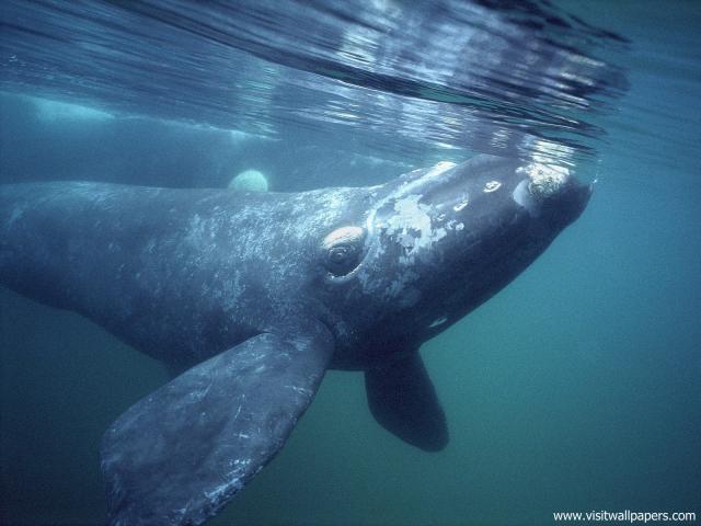 ocean-life-544