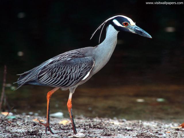 Birds_173